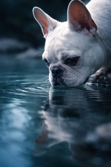 French Bulldog Drinking Water Reflection Ripples Wallpaper