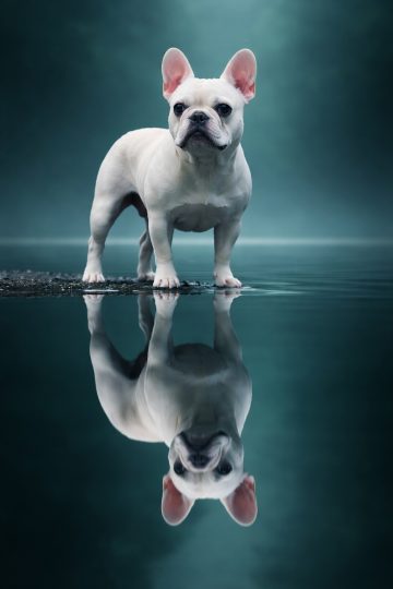 French Bulldog Mirror Reflection Symmetry Lake Wallpaper