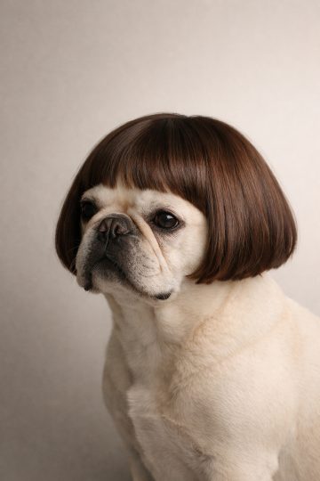 French Bulldog Wearing Bob Cut Wig Real Fashion Portrait Wallpaper