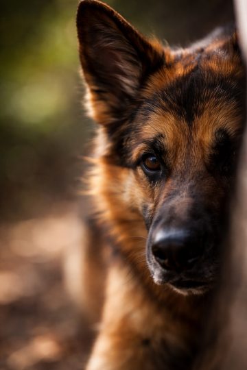 German Shepherd Peeking Behind Tree Close Up Texture Wallpaper