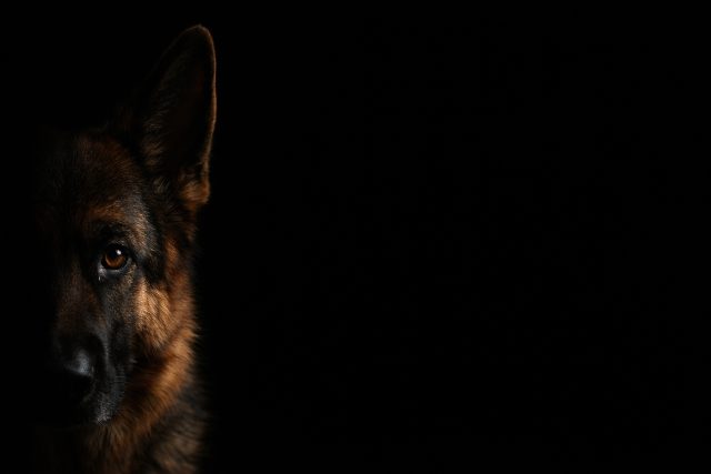 German Shepherd Half Face Shadow Low Key Portrait Wallpaper
