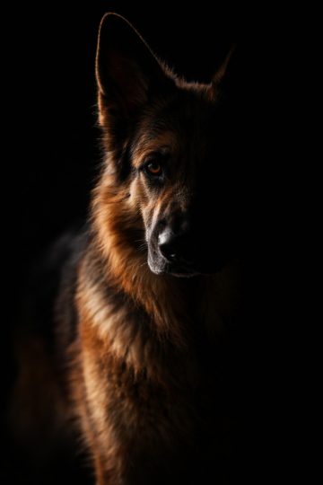 German Shepherd Dark Low Key Side Light Portrait Wallpaper