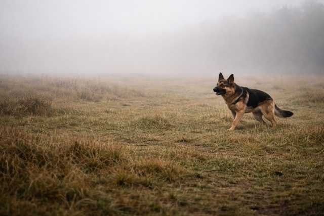 German Shepherd Foggy Field Wide Lonely Walk Wallpaper