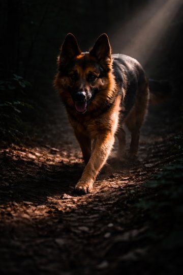 German Shepherd Walking Through Forest Shaft Light Wallpaper
