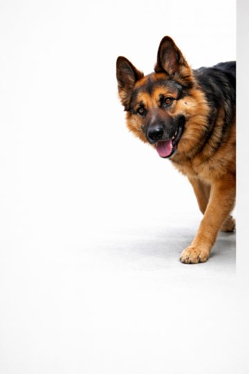 German Shepherd Entering Minimal White Space Wallpaper