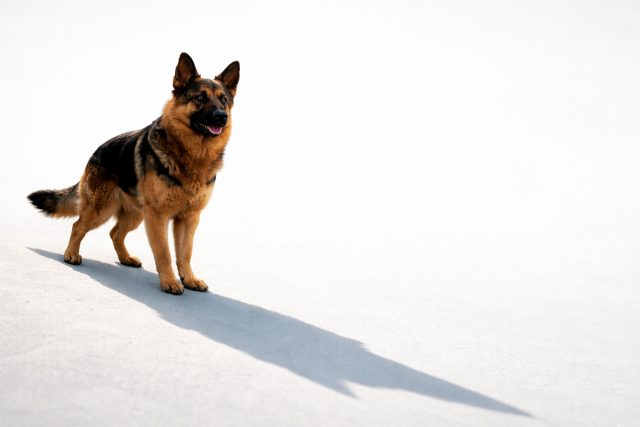 German Shepherd Standing with Long Shadow Minimal White Wallpaper