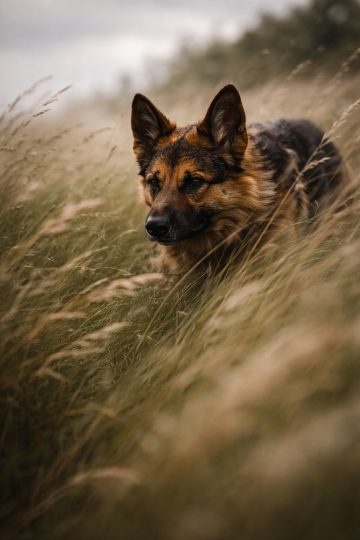 German Shepherd Overcast Field Close Grass Depth Wallpaper