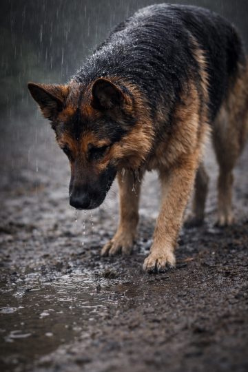 German Shepherd Rain Close Wet Fur Dripping Wallpaper