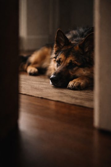 German Shepherd Resting in Doorway Framed Cozy Wallpaper