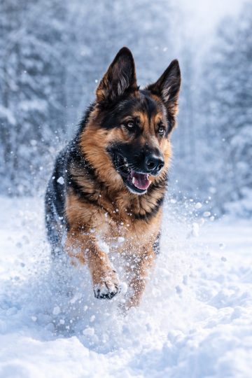 German Shepherd Running Through Snow Field Wallpaper