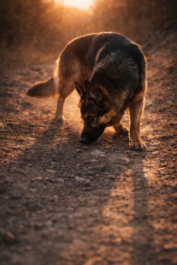 German Shepherd Sniffing Ground in Warm Sunset Light Wallpaper