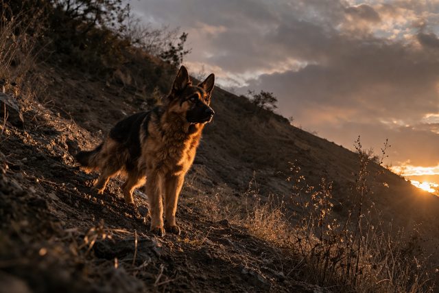German Shepherd Standing on Hillside at Sunset Wallpaper