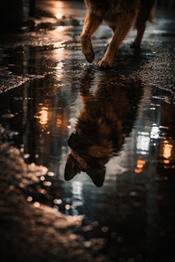 German Shepherd Urban Night Puddle Reflection Wallpaper
