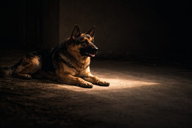 German Shepherd Warm Spotlight Indoor Floor Wallpaper