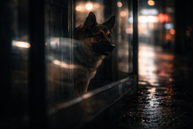 German Shepherd Window Reflection Rainy Night Urban Wallpaper