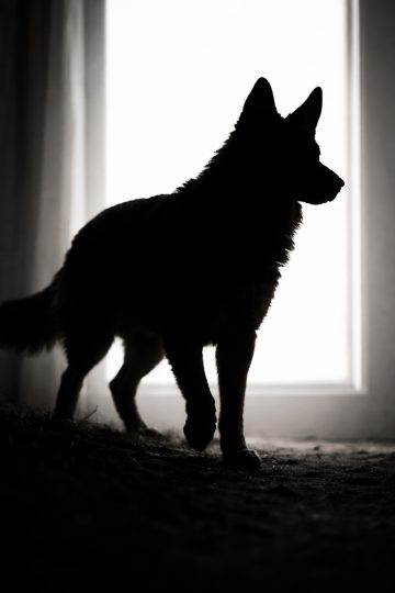 German Shepherd Window Silhouette Minimal Light Wallpaper