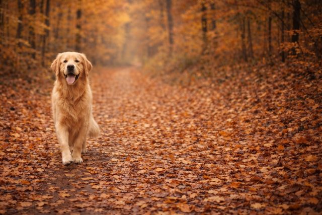 Golden Retriever Walking Along Autumn Forest Path Wallpaper