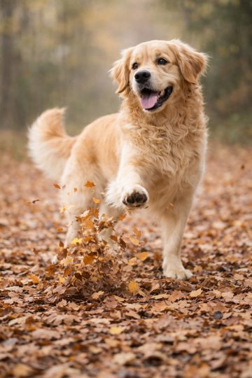 Golden Retriever Playing in Autumn Leaves Wallpaper