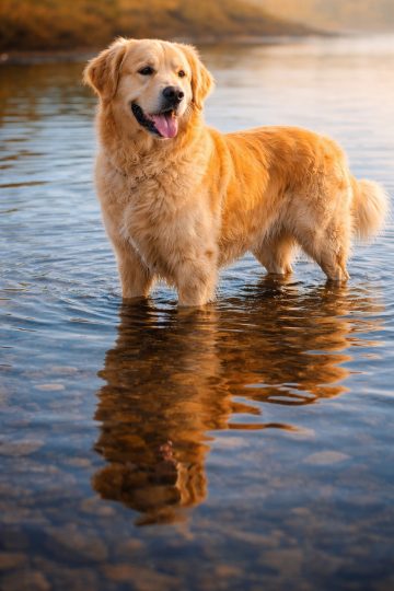 Golden Retriever Standing in Water at Golden Hour Wallpaper