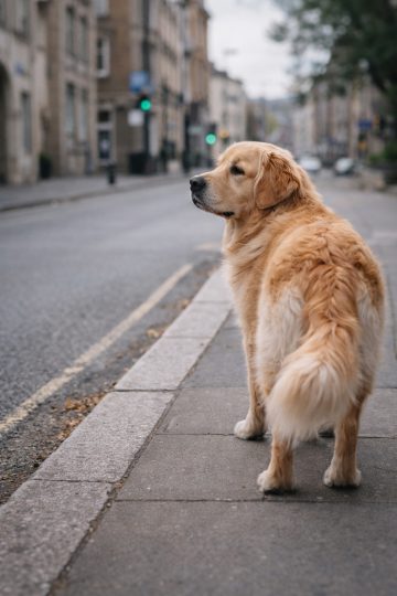 Golden Retriever Standing on City Sidewalk Wallpaper