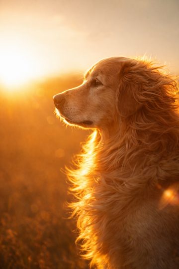 Golden Retriever Close-Up in Sunset Glow Wallpaper