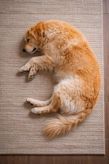 Golden Retriever Sleeping on Cozy Rug Wallpaper