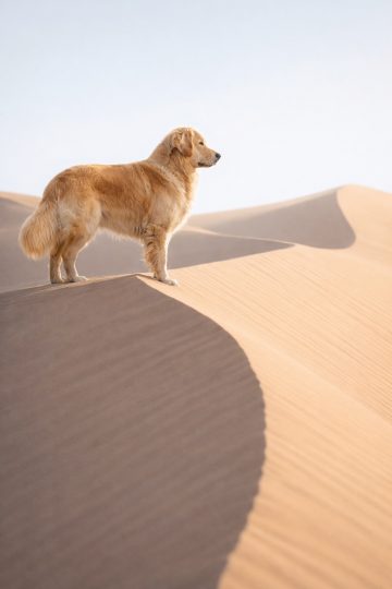 Golden Retriever on Desert Sand Dune Wallpaper