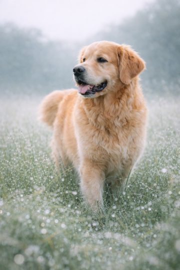 Golden Retriever Dewy Meadow Morning Soft Light Wallpaper