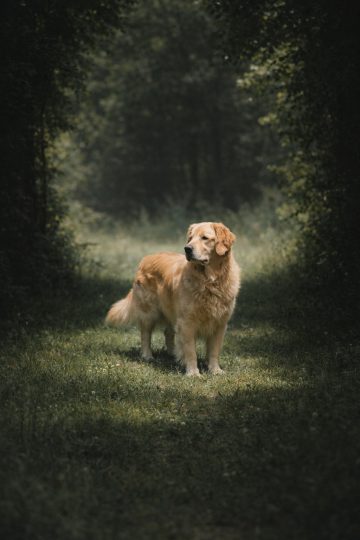 Golden Retriever in Moody Forest Clearing Wallpaper