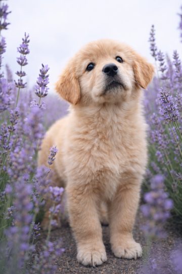 Cute Golden Retriever Puppy in Lavender Garden Wallpaper