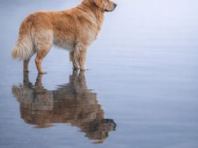 golden retriever standing still in shallow water with a clear reflection on a calm misty lake and soft muted tones