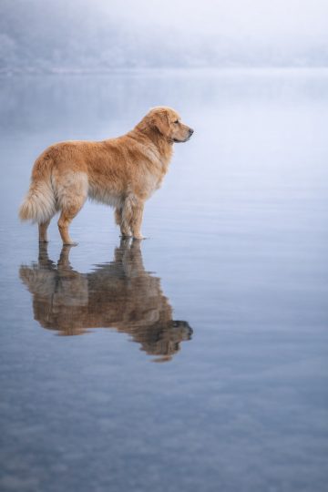 Golden Retriever Minimal Lake Reflection Mist Wallpaper