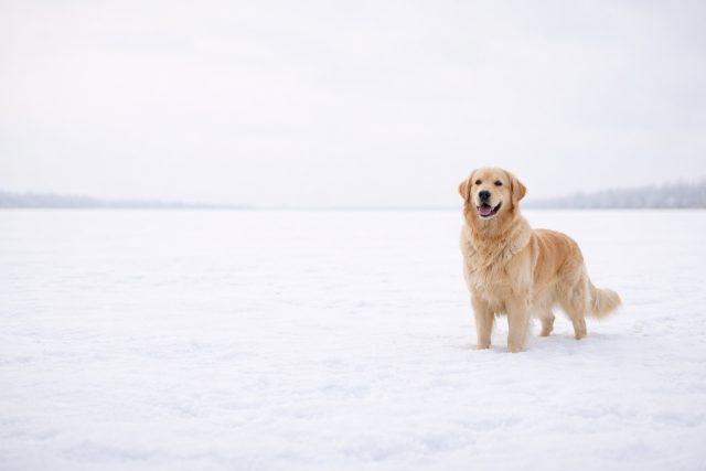 Golden Retriever Minimal Snow Field Wallpaper