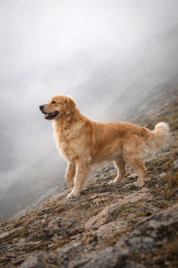 Golden Retriever on Foggy Mountain Cliff Wallpaper