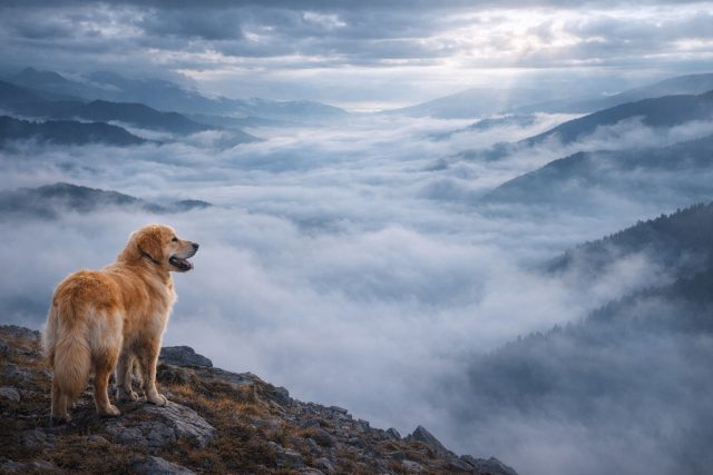 Golden Retriever Overlooking Foggy Mountain Landscape Wallpaper