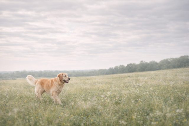 Golden Retriever Pastel Field Minimal Landscape Wallpaper