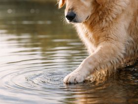 golden retriever gently placing paw into water creating soft ripples with warm natural light and shallow depth of field
