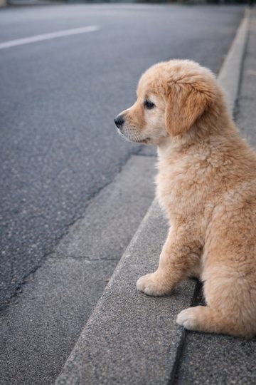 Golden Retriever Puppy Sitting by City Street Wallpaper