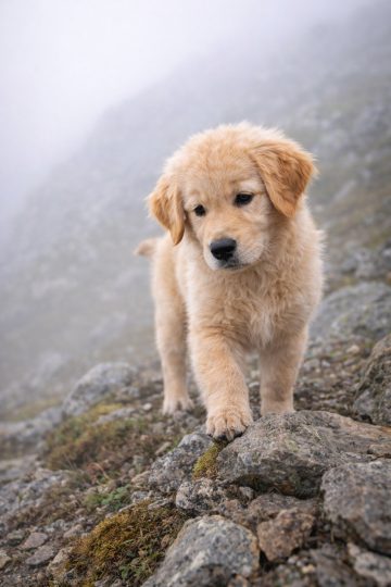 Golden Retriever Puppy on Foggy Mountain Path Wallpaper
