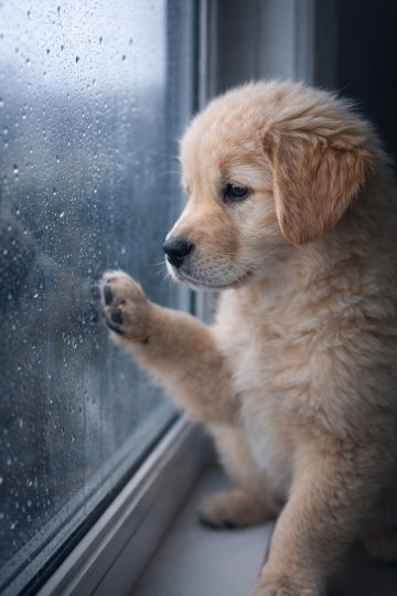 Golden Retriever Puppy Rain Window Closeup Wallpaper