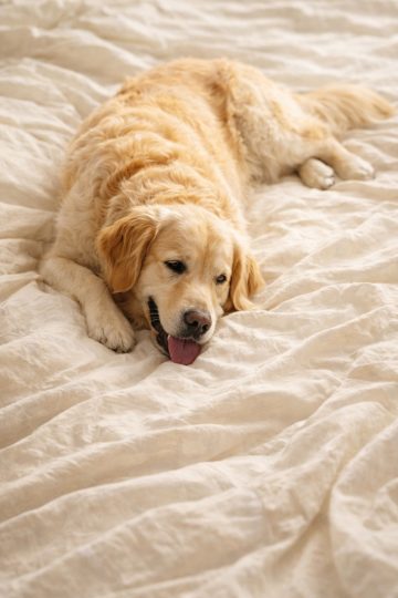 Golden Retriever Relaxing on Cream Bed Minimal Wallpaper