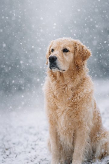 Golden Retriever Snowfall Soft Winter Portrait Wallpaper