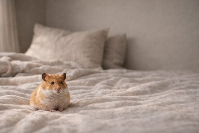 Hamster on Bed Minimal Soft Focus Room