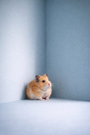 Hamster in Blue Corner Minimal Space Wallpaper