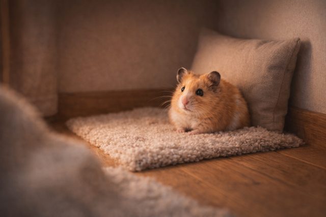 Hamster Resting in Cozy Corner Cushion