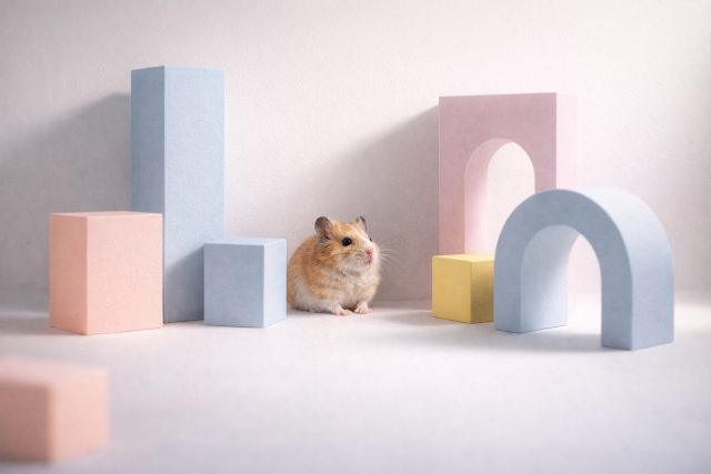 Hamster with Pastel Geometric Shapes Minimal Wallpaper