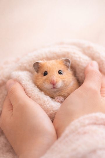 Hamster Held in Warm Hands Cozy Scene