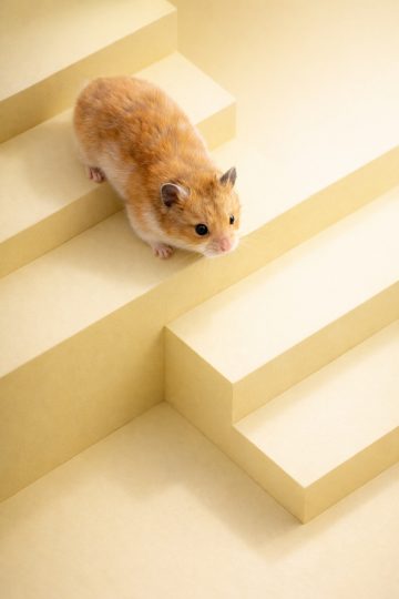 Hamster on Pastel Yellow Stairs Minimal Wallpaper