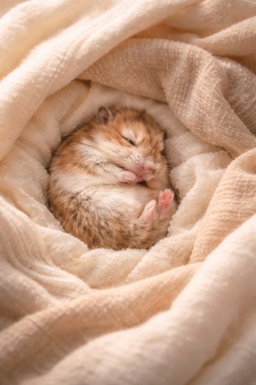 Sleeping Hamster Wrapped in Soft Blanket Close-Up