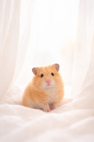 Hamster in Soft White Curtain Light